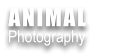 ANIMAL PHOTOGRAPHY